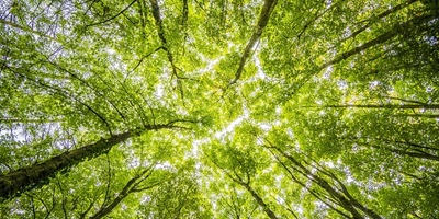 Tala controlada de boscos i beneficis