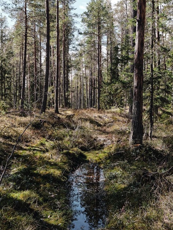 Tala de Bosques en Barcelona y Catalunya: Servicios Profesionales y Sostenibles de Tala Forestal